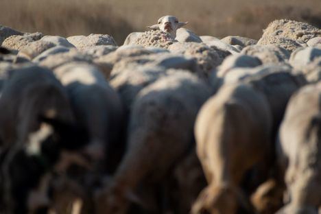 Castilla-La Mancha convoca la prórroga de las ayudas al bienestar animal en ovino y caprino