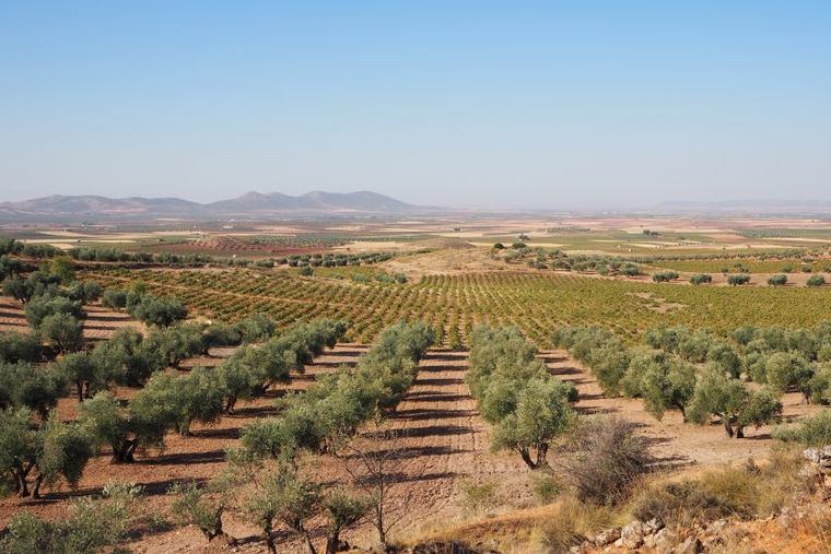 La Junta anuncia medida para paliar los daños ocasionados por la sequía en el sureste de Castilla-La Mancha