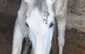 Investigado en Albacete por tener en pésimas condiciones caballos, uno de los cuales tuvo que ser sacrificado
