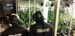 Operación 'Calatea' se salda con siete detenidos y 311 plantas y 81 kilos de marihuana incautados en Albacete