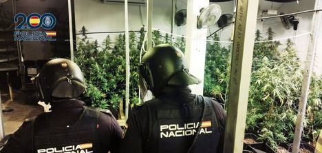 Operación 'Calatea' se salda con siete detenidos y 311 plantas y 81 kilos de marihuana incautados en Albacete