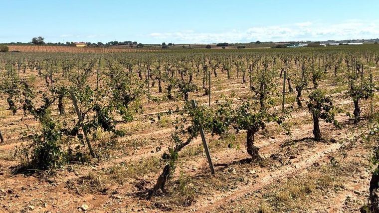 Los daños por las últimas lluvias en Alborea y Casas Ibáñez llegan al 75% en viña y almendro, según Asaja